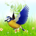 bluefinch